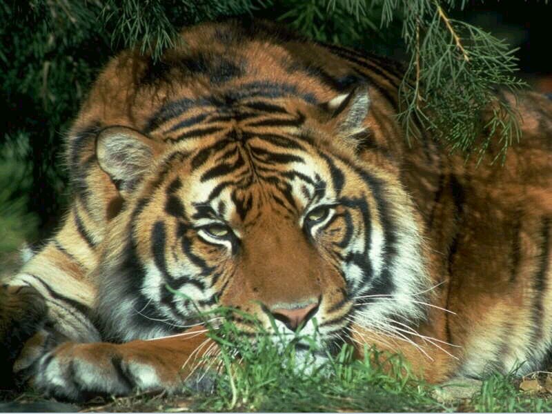 [tigre1.jpg]