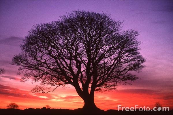 [15_19_1---Tree--Sunrise--Northumberland_web.jpg]