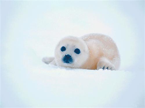 [bebe-phoque.jpg]