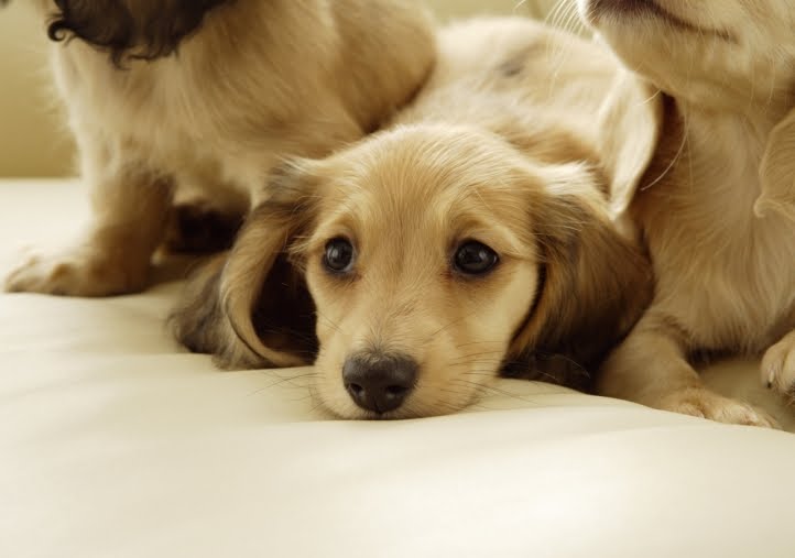 [chien-mignon-613-720px.jpg]