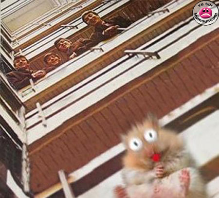 [hamster_beatles.jpg]
