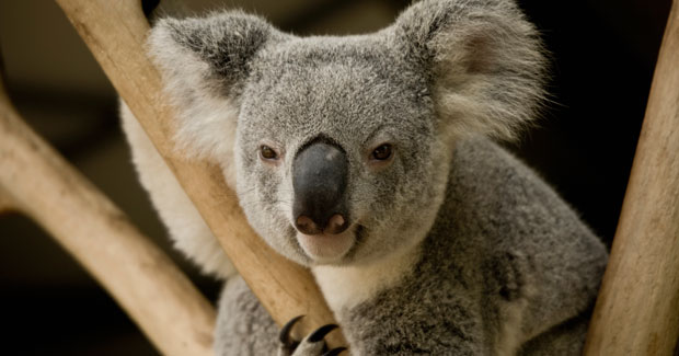 The Blou Blog Project: Plus tard je serai...