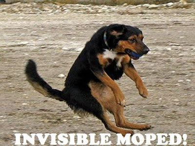 cute funny animals with quotes. Funny dog caught mid air!