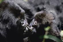 Mountain Gorilla