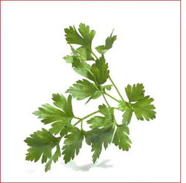 [şifalı+maydonoz.jpg]