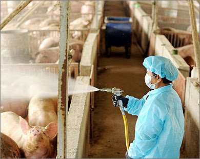 [domuz+gribi+önlemleri.jpg]