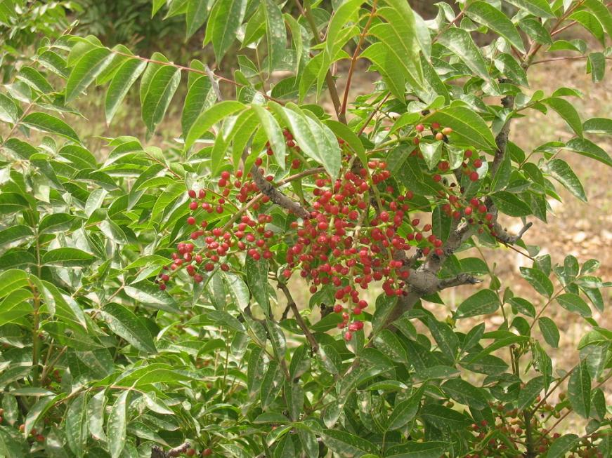 [antep+fıstığı.jpg]