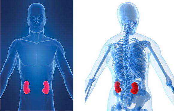 [bÃ¶brek+rahatsÄ±zlÄ±Ä Ä±.jpg]