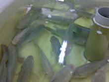 YY Male tilapia : in the recirculating system