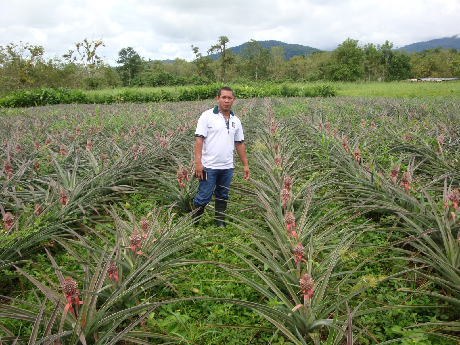 pepiagrotecnificado.c.c.e: CULTIVO DE PIÑA