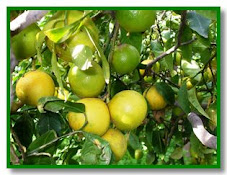 Bergamotto - Citrus bergamia