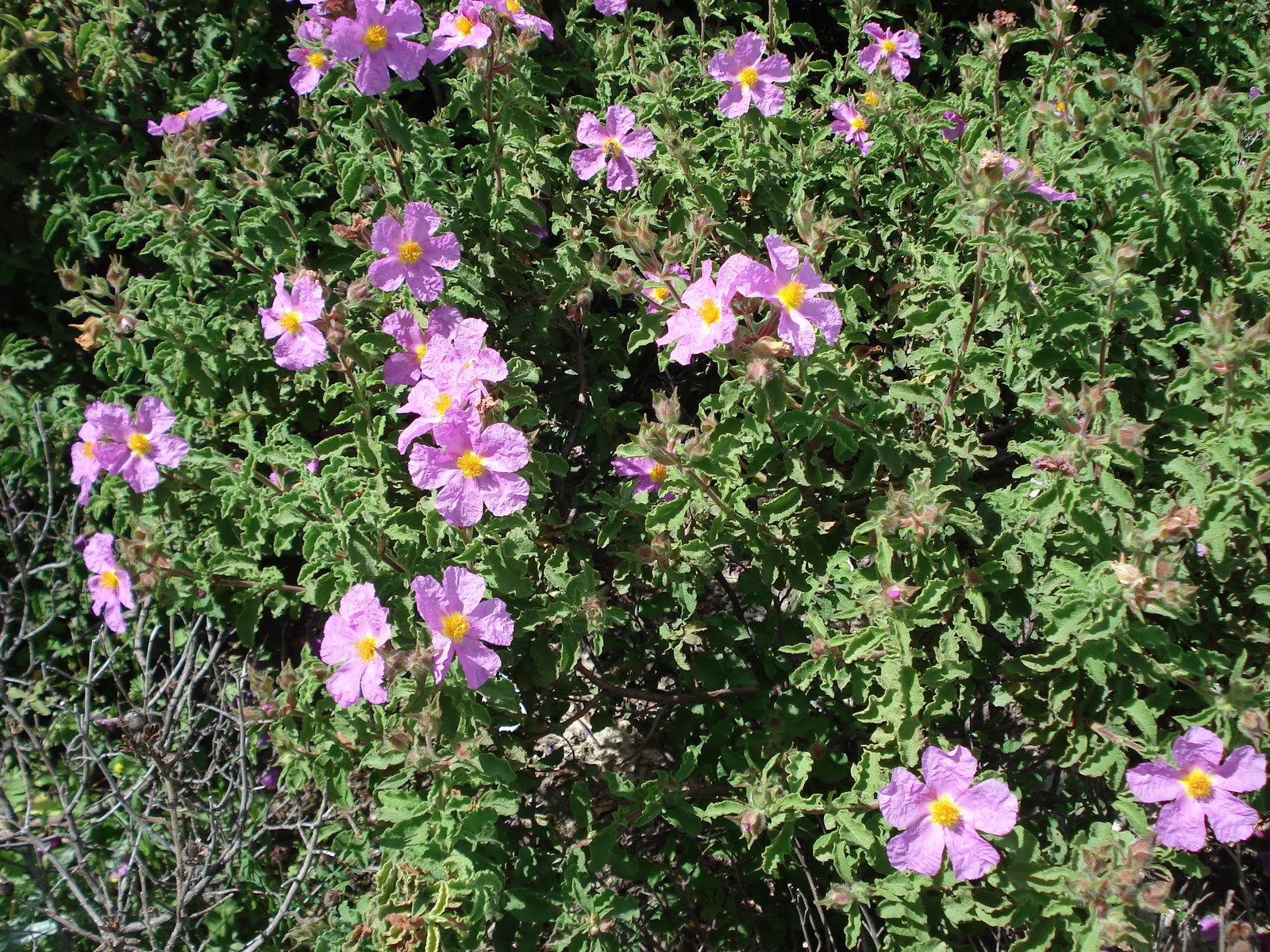 Graubehaarte Zistrose aus Kreta.(Cistus Incanus from Creta) Labdanum