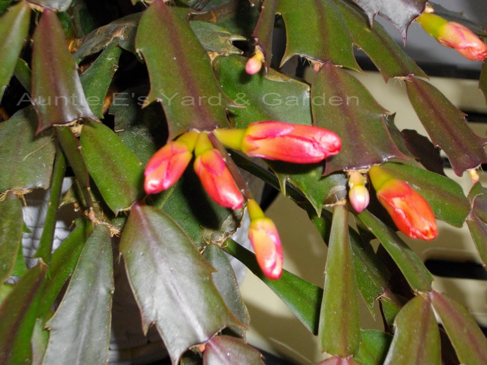 AUNTIE E's YARD and GARDEN Ruby Tuesday Christmas Cactus