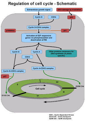 Regulation of cell cycle