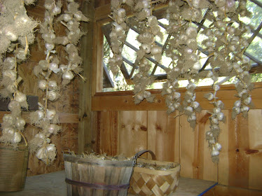 Garlic curing in the shed.