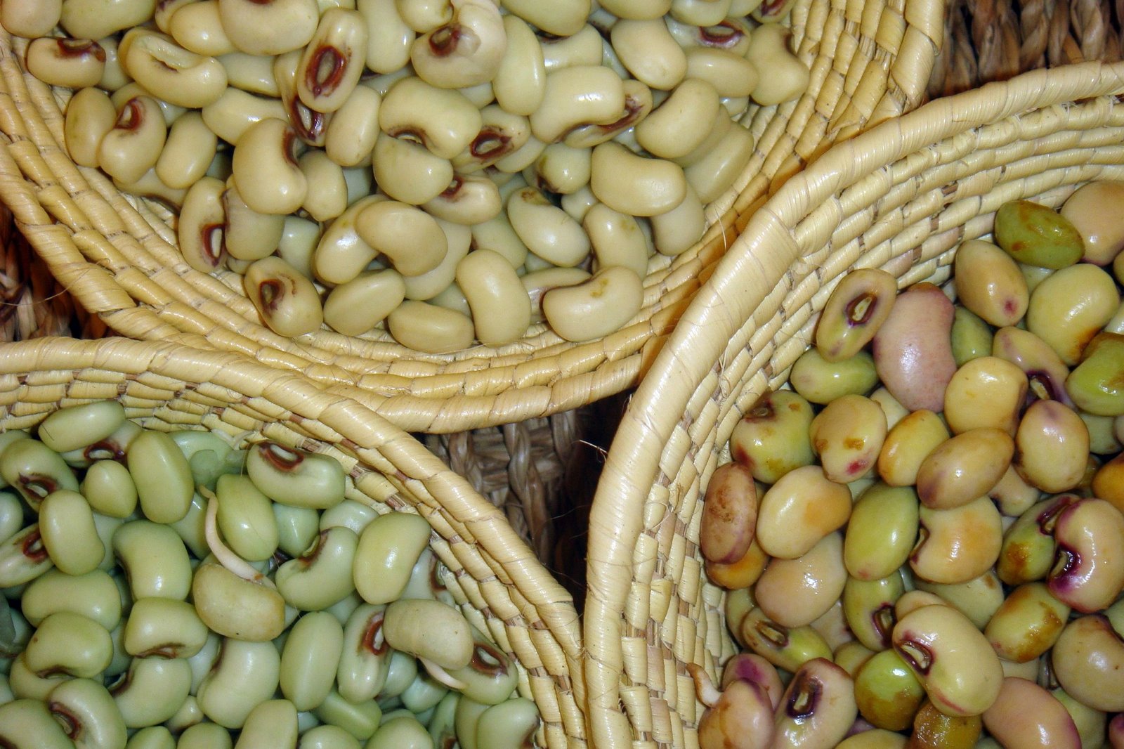 [feijão+de+corda+tres.jpg]