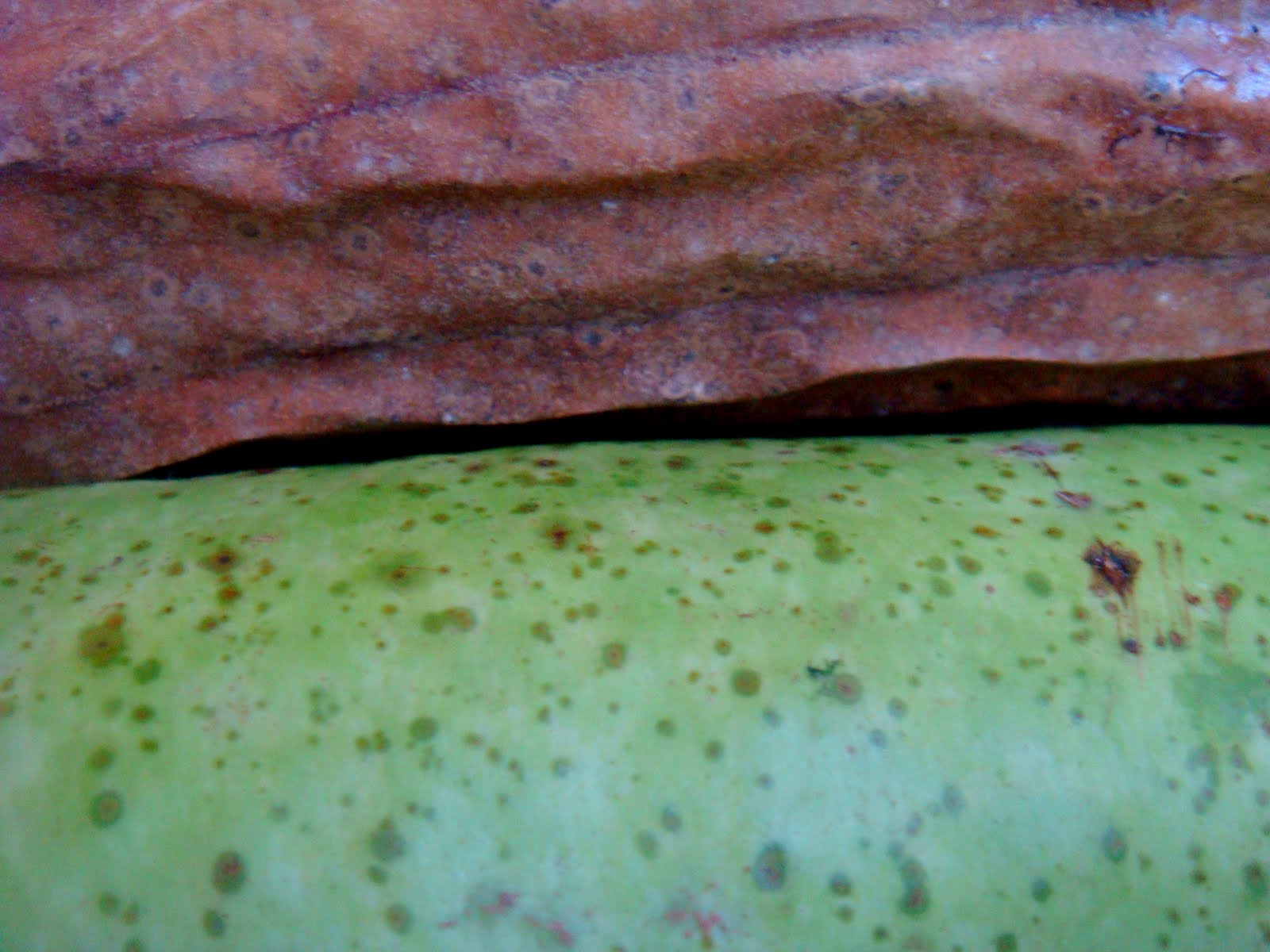 comese Buchapaulista, maxixedopará. Uso interno e