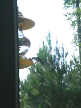 Humming Birds