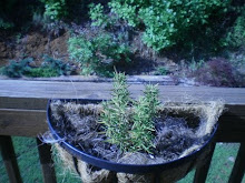 Rosemary