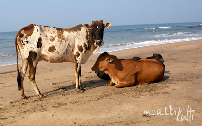 indyjskie krowy