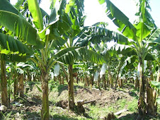 PLANTACION DE BANANOS