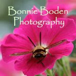 bonnie boden photography