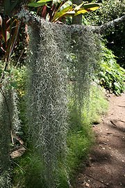 [180px-Spanish_moss_at_the_Mcbryde_Garden_in_hawaii.jpg]