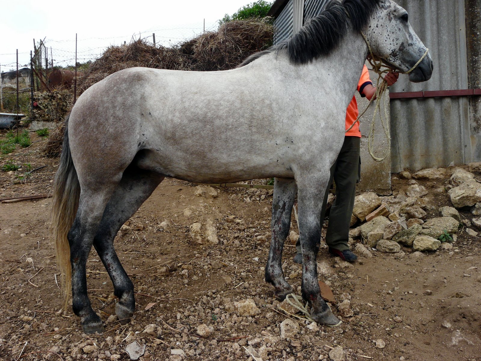 BLOG DE VICENTE PEÑA: Dermatitis alérgica en caballos