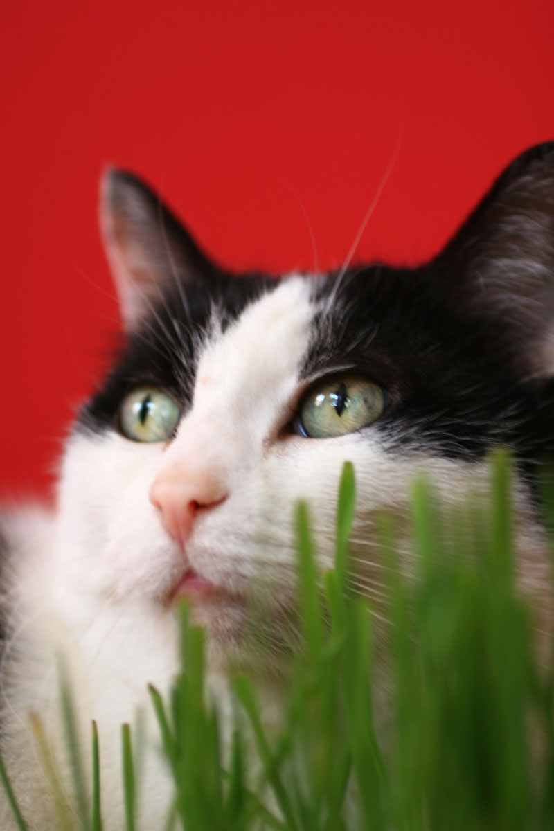 [chatte+en+rouge.jpg]