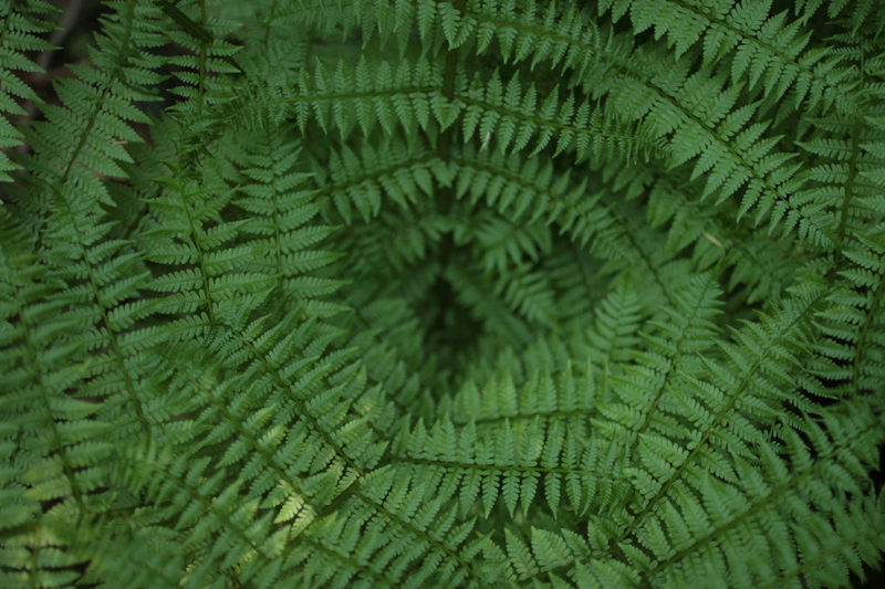 [fern+circle.jpg]