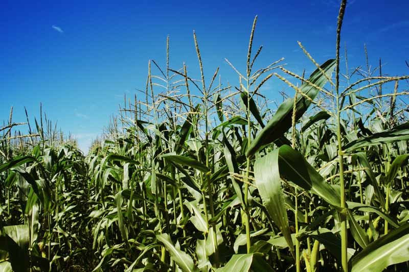 [blé+d'inde+1.jpg]