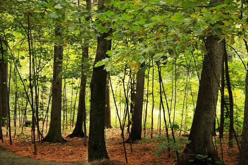 [Automne+jaune+1.jpg]