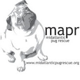 The rescue I support with all my heart. This is where my 4 rescue pugs came from. Check it out now!