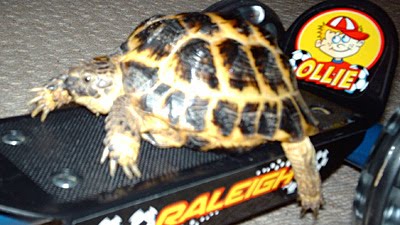 [tortoise_skateboard.jpg]