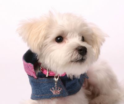 The Pink Dog Collar: Tiara Pink Dog Collar Charm