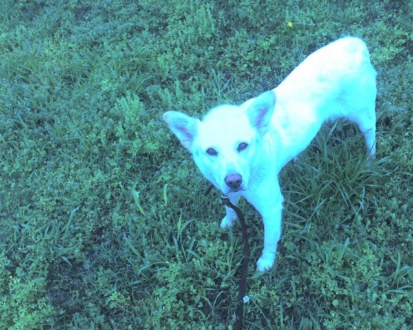 [karmadog.jpg]