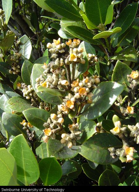 Malaysian Scout: July 2010