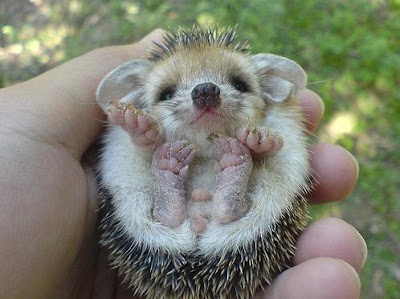http://3.bp.blogspot.com/_f-PhUq3GPFA/SS6oQRs1uOI/AAAAAAAACEE/n5cIhokpJlw/s400/cute+hedgehog.jpg