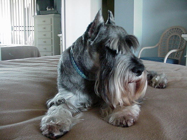 Stoney Schnauzer's Blog