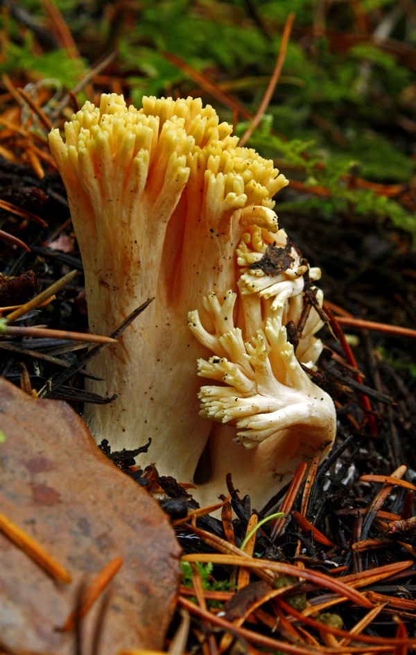 [Coral-fungus-Ramaria-formos.jpg]