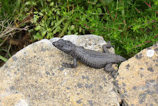 Lizard in Table Mountain National Park
