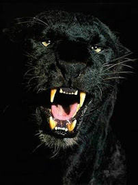 Tente me obbrigar a fazer o que ñ quero