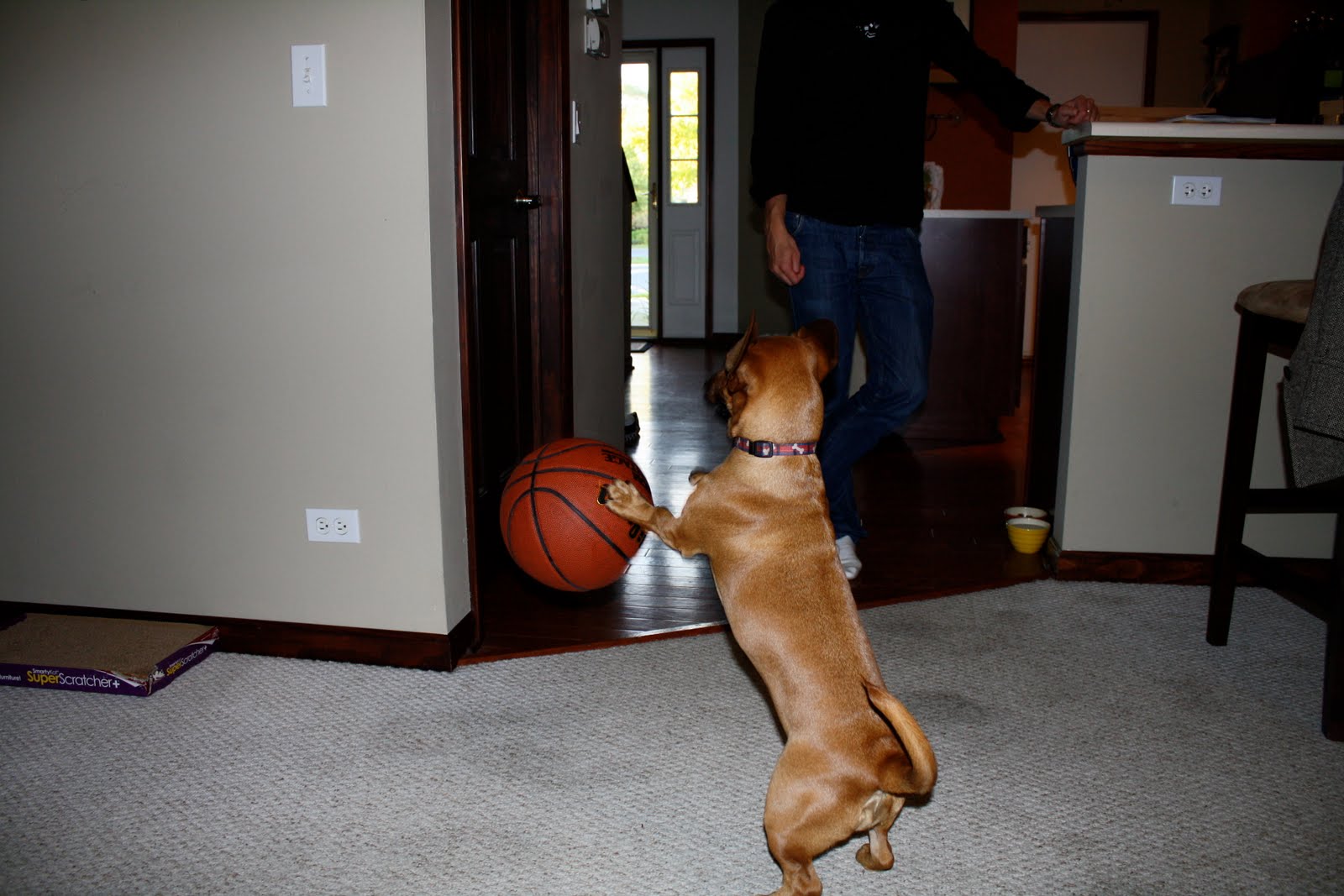 The Blowtorch If My Dog Played Basketball