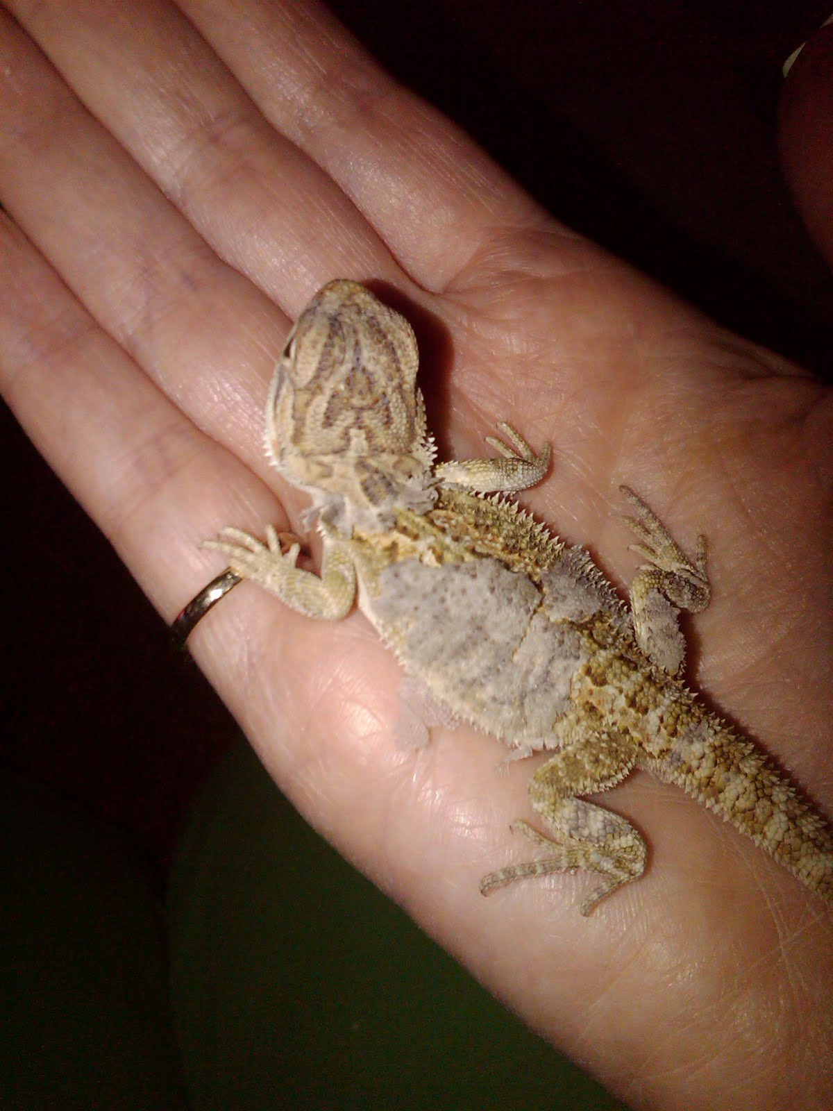 bearded dragon injuries