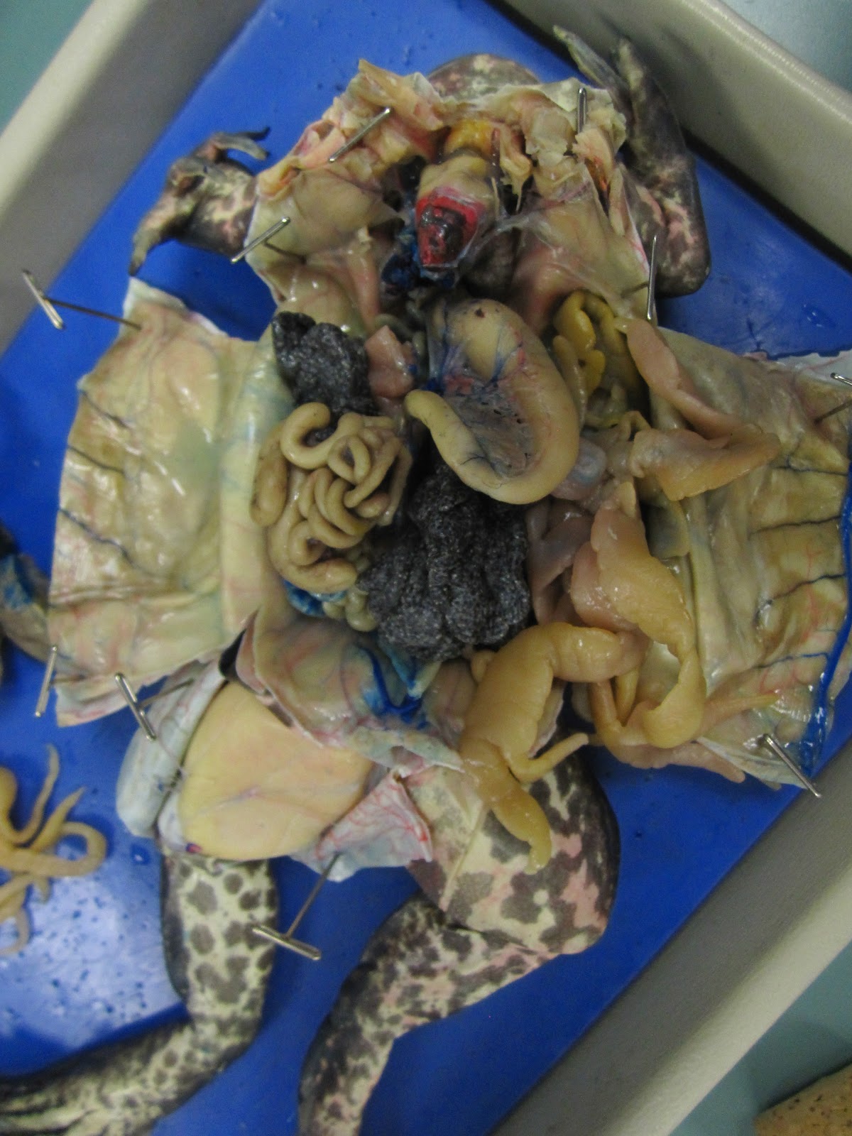 Biology 11: Bullfrog Dissection