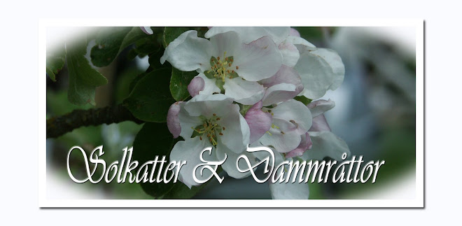 Solkatter & Dammråttor