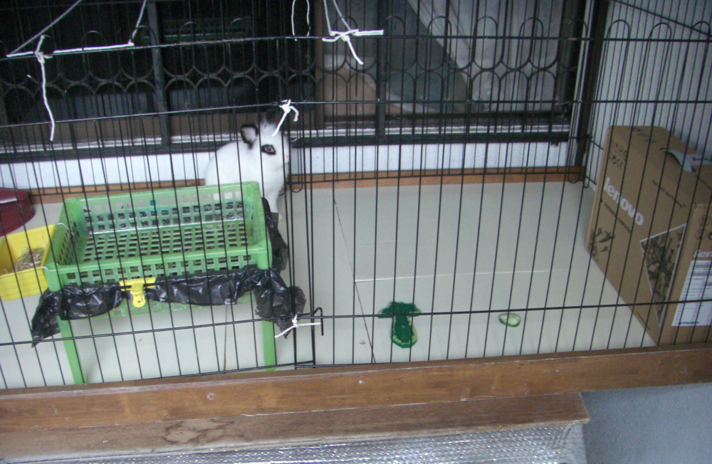 My Rabbit Was Stopped Eating And Died