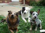 Dingo, Alfie, Violet