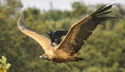 Crafty crow hitches a ride on the back of a vulture