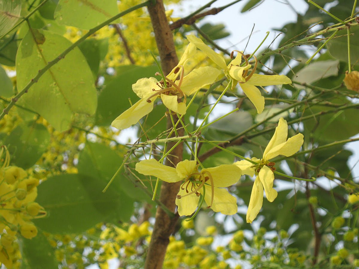 Native Myanmar Flowers Lovers